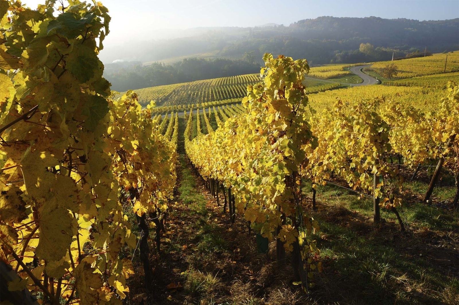 Domaine Geiger Koenig - Le Felsberg