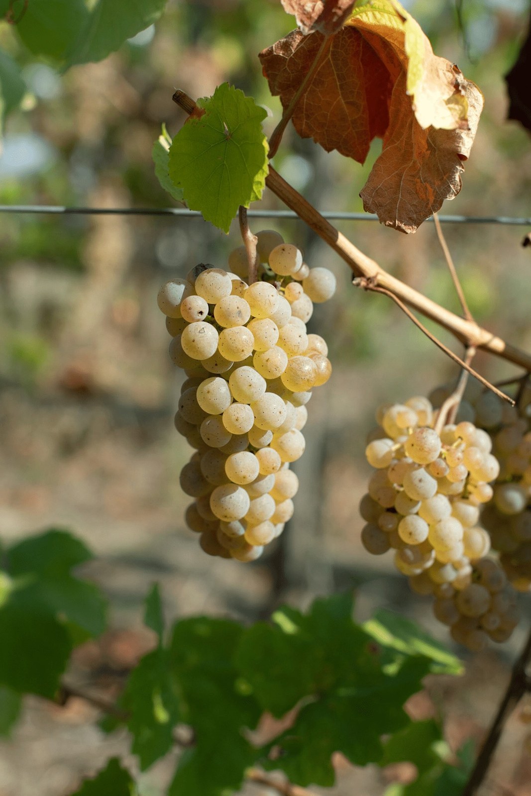 Domaine Koch René Et Michel