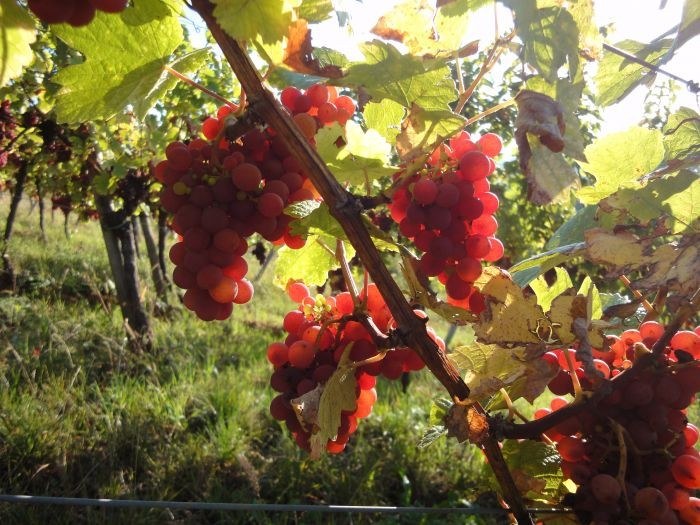 Domaine Hering