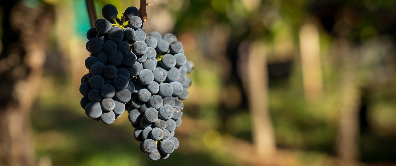 Domaine Jacques Iltis & Fils