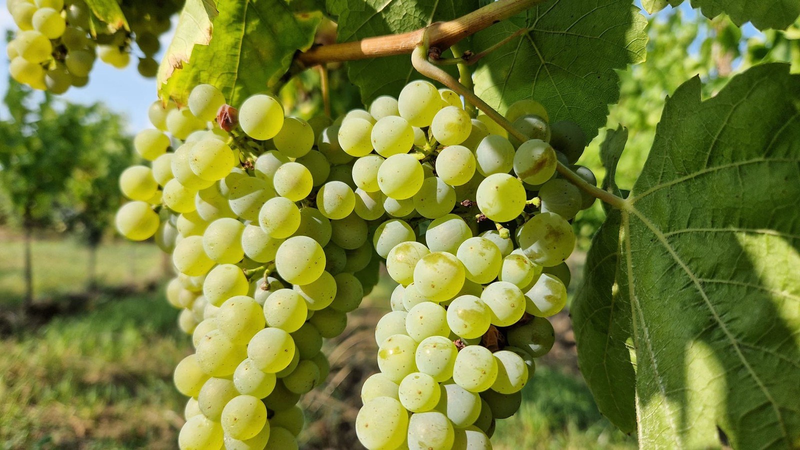 Domaine Pfister Didier