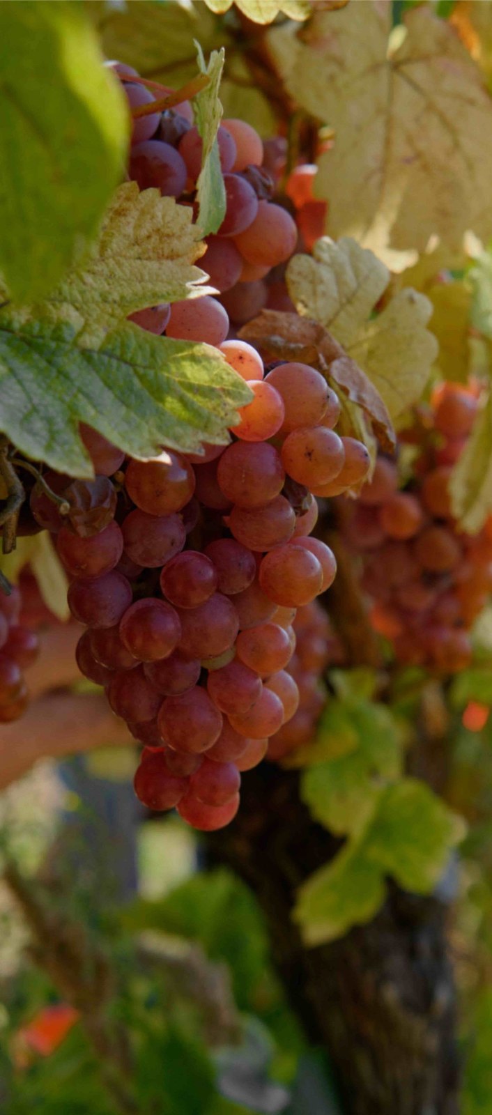 Domaine Rominger Eric