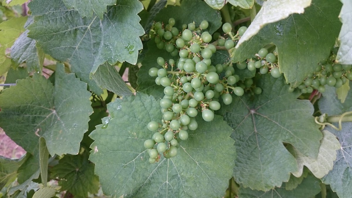 Domaine Robert Klingenfus
