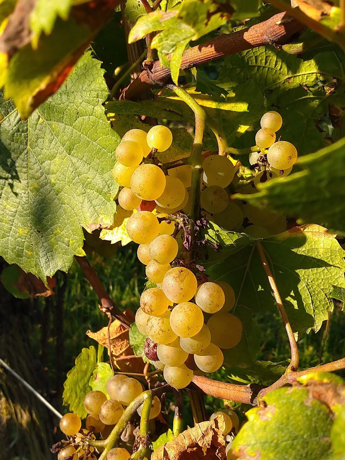 Domaine Walter Bernard Et Fils