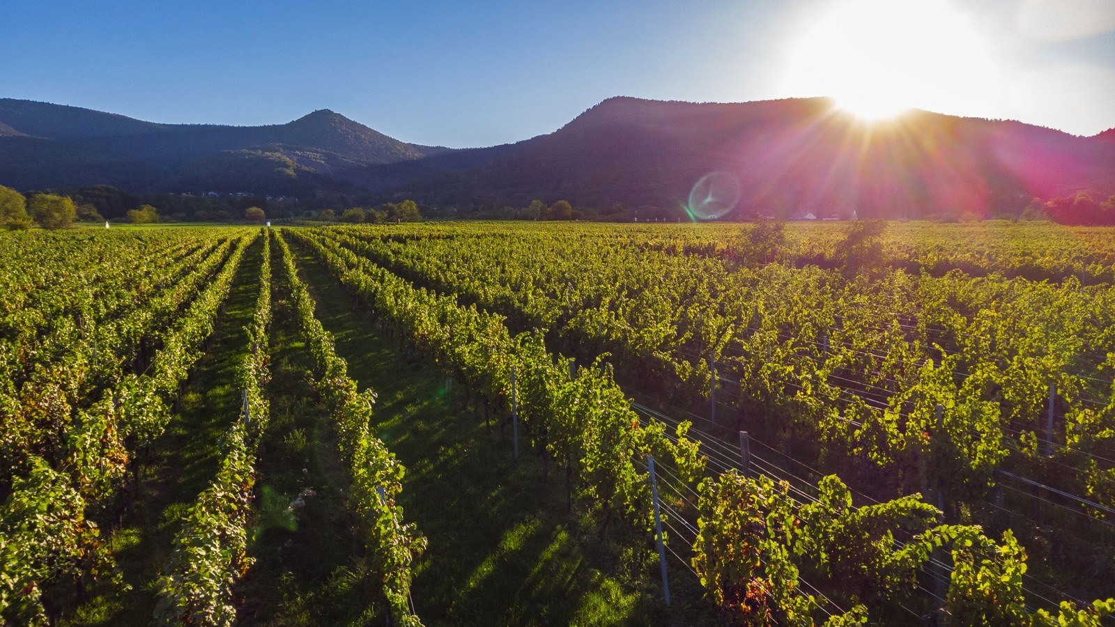 Domaine Fritz-Schmitt