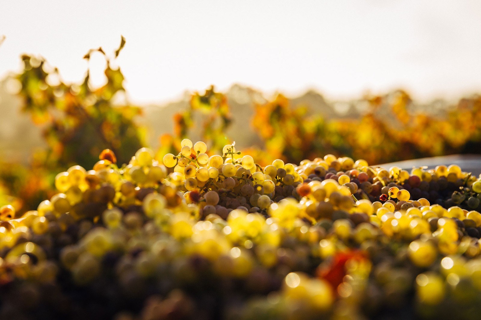 Domaine Fritsch Gérard Fils