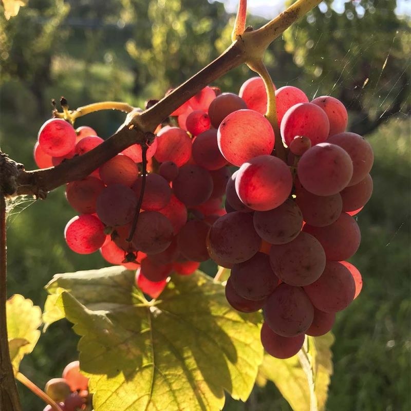 Domaine Daniel Ruff