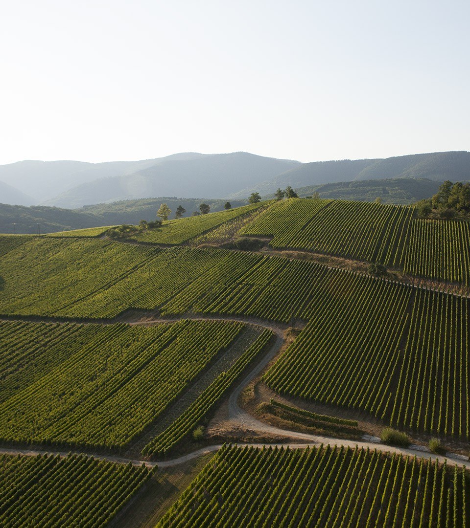 Domaine Thomas Klein