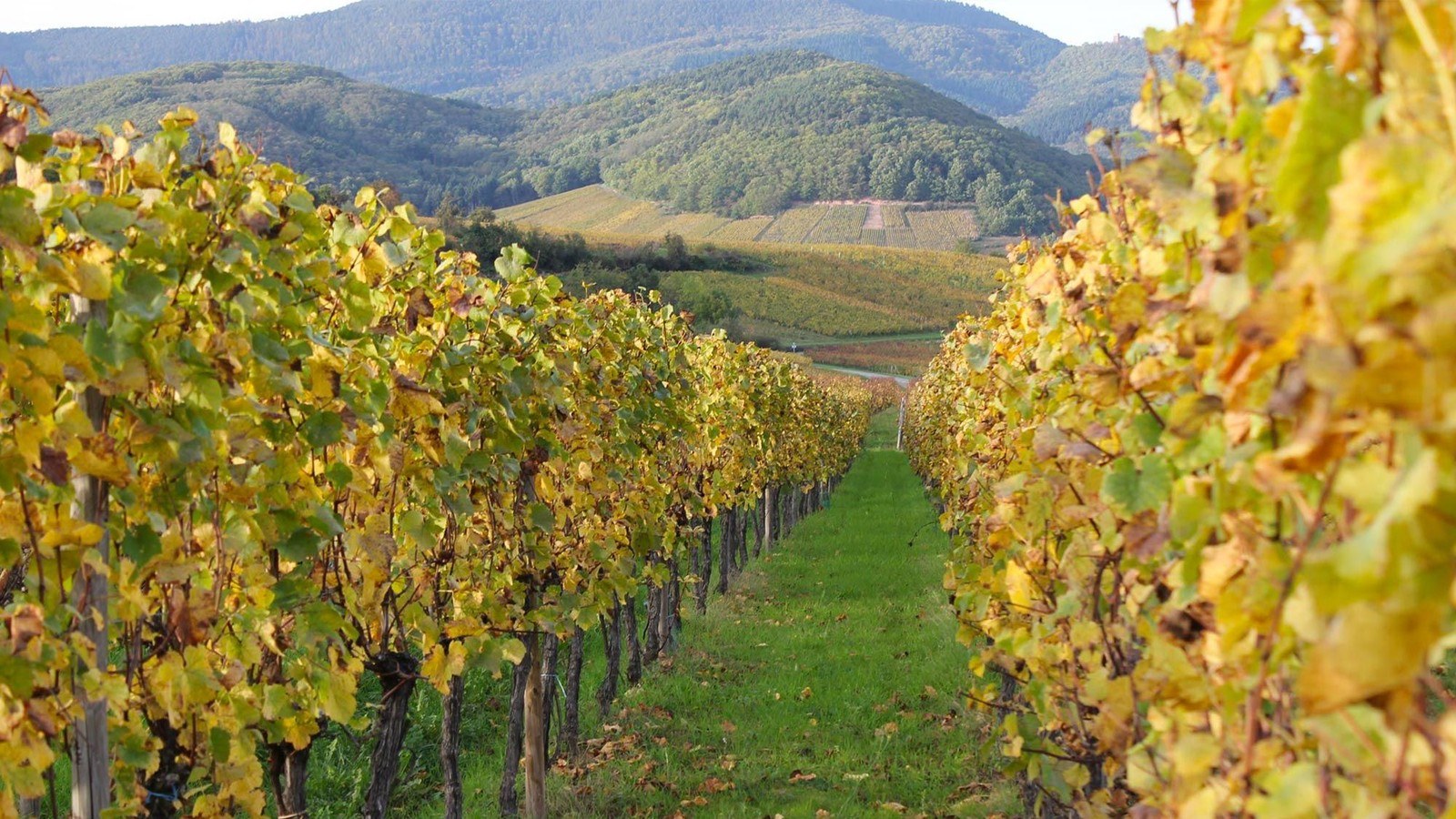 Domaine Meyer Raphaël