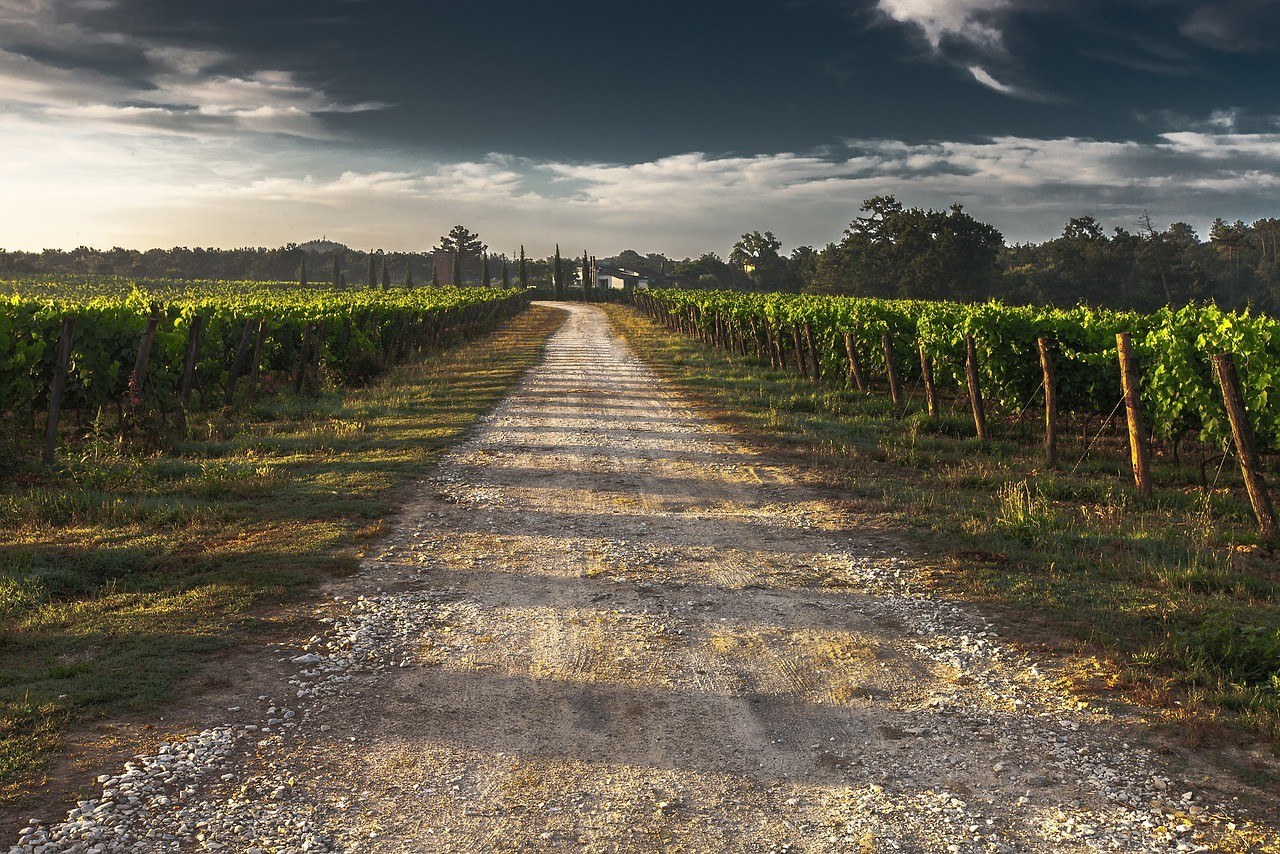 Domaine Du Raceme