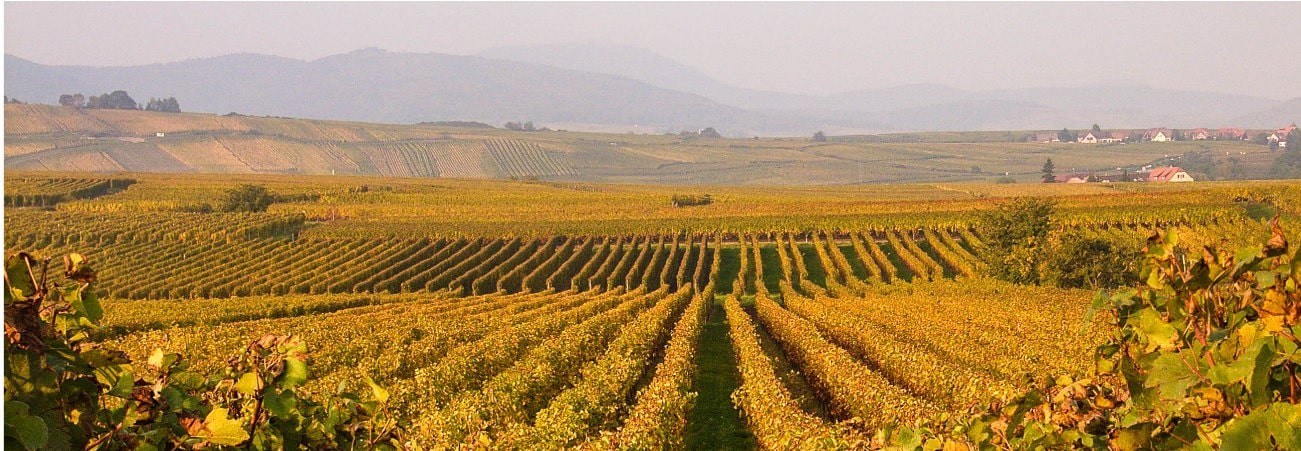 Domaine Schaller Eugène