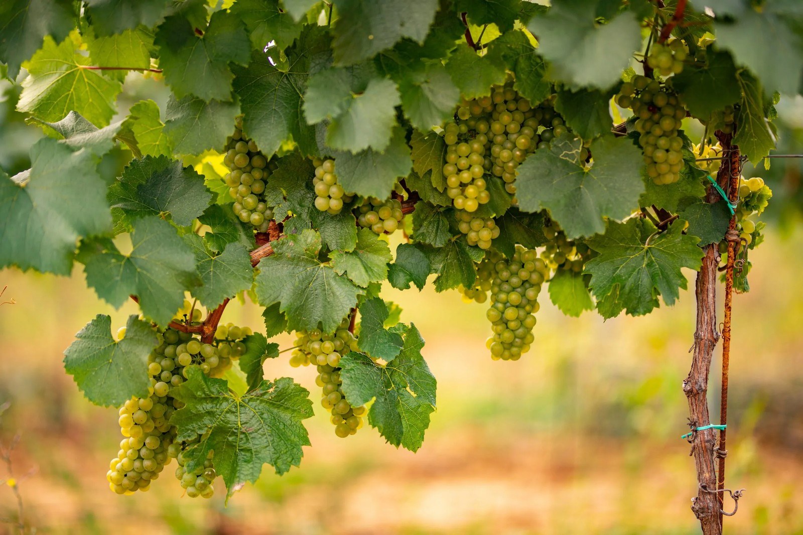 Domaine Bechtold