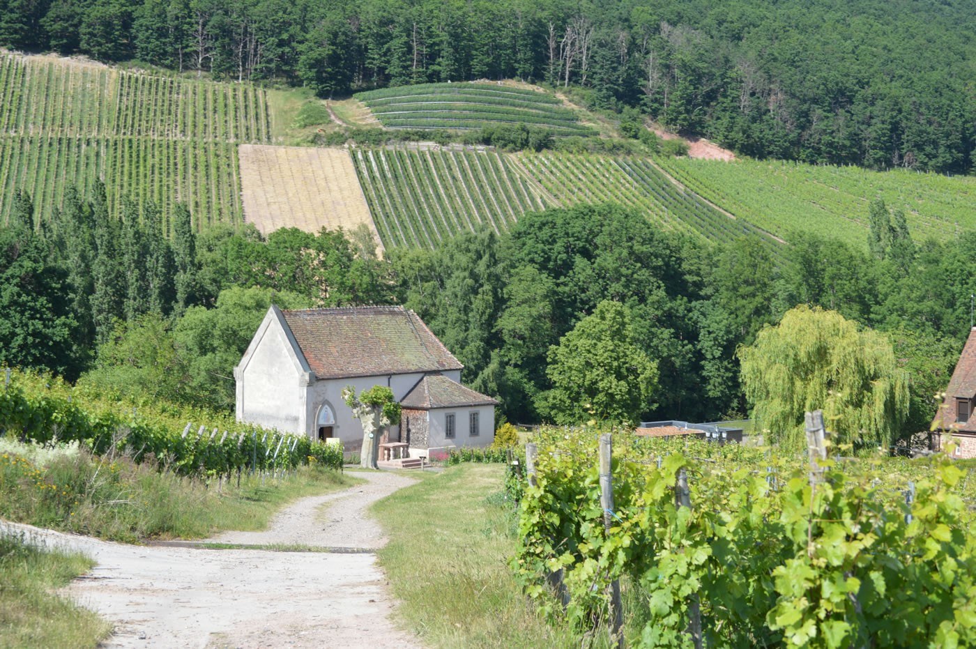 Risch Francis