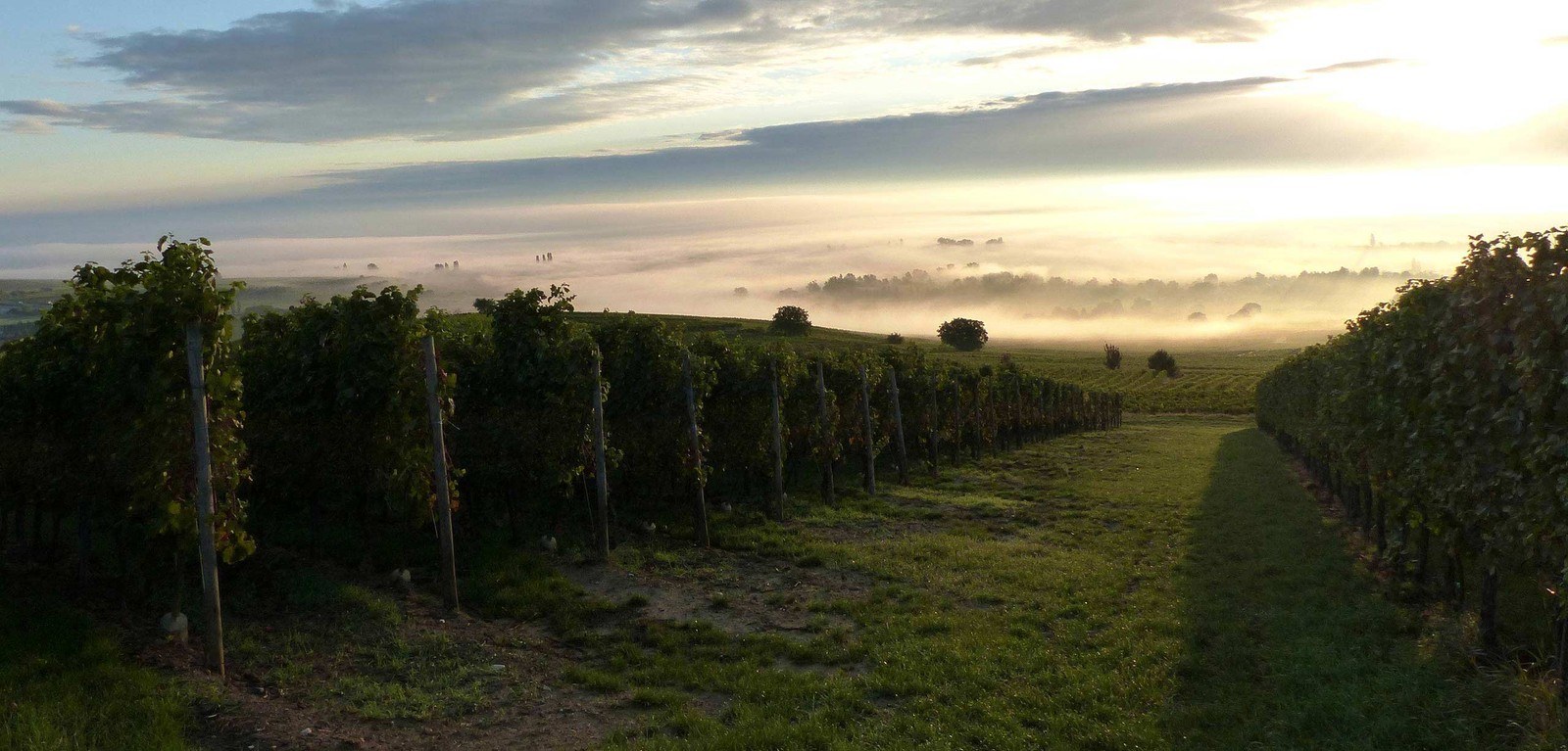 Domaine Schneider Paul