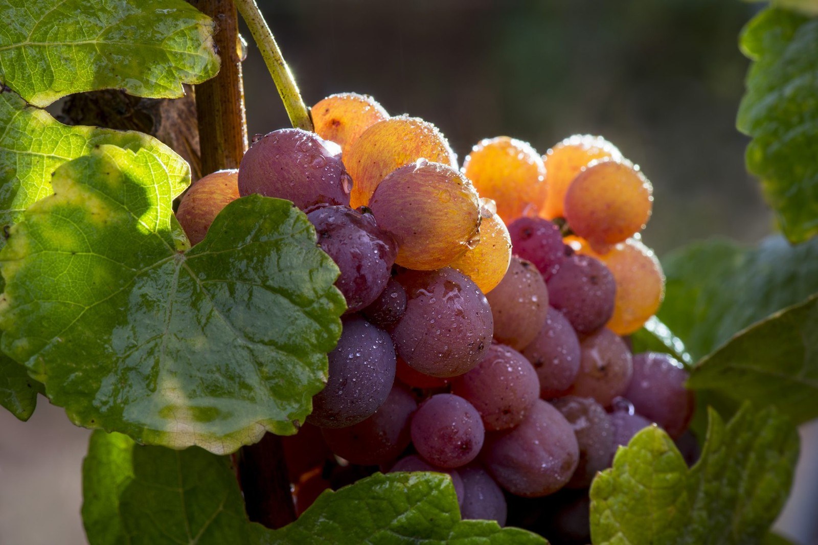 Domaine Steiner