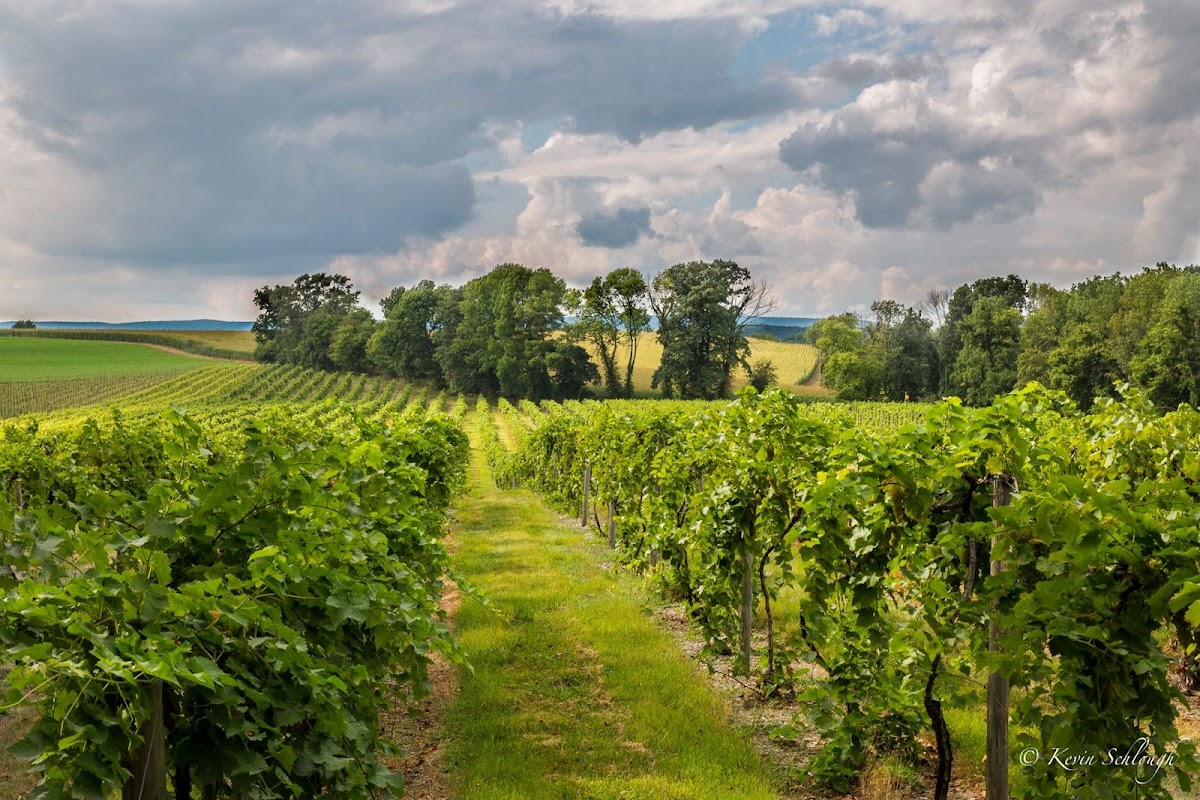 FRANKLIN HILL VINEYARDS