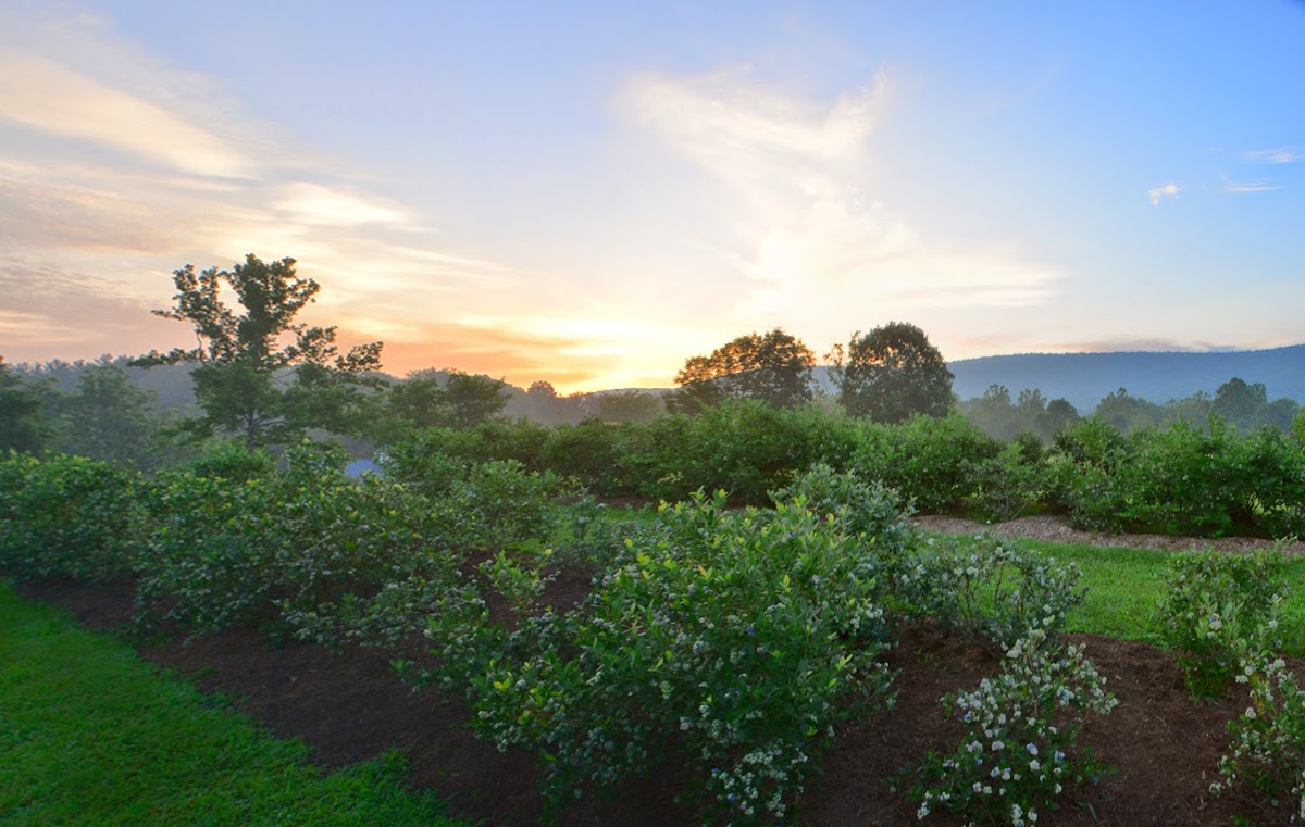 Frog Eye Vineyard