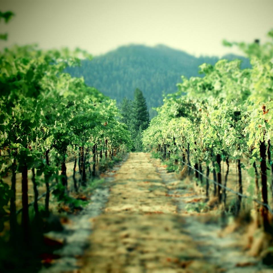 Fruitland Valley Vineyard