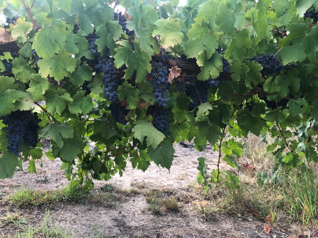 Alluca Vineyards