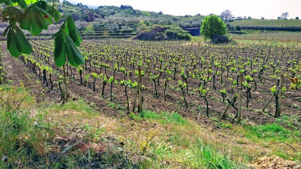 Azienda Agricola Siciliano
