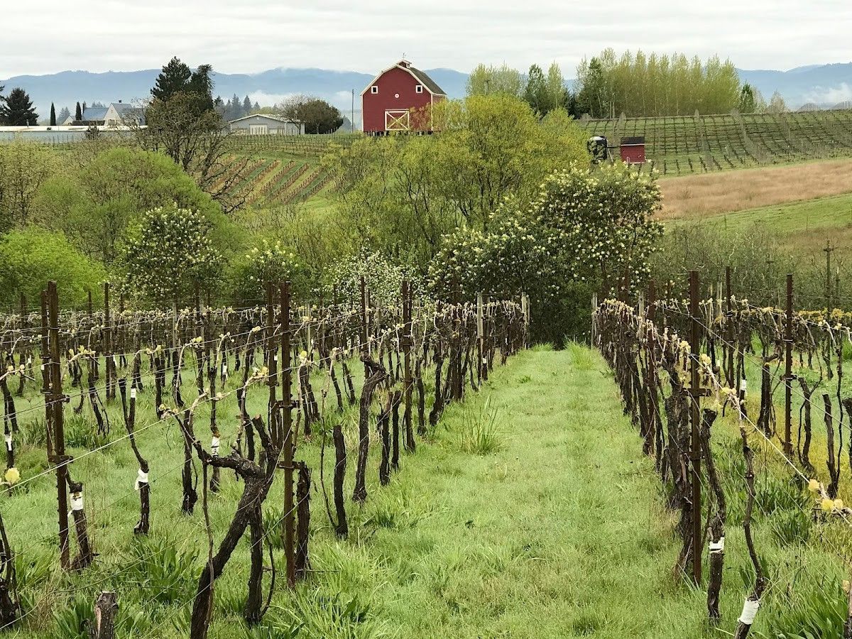Stag Hollow Vineyards