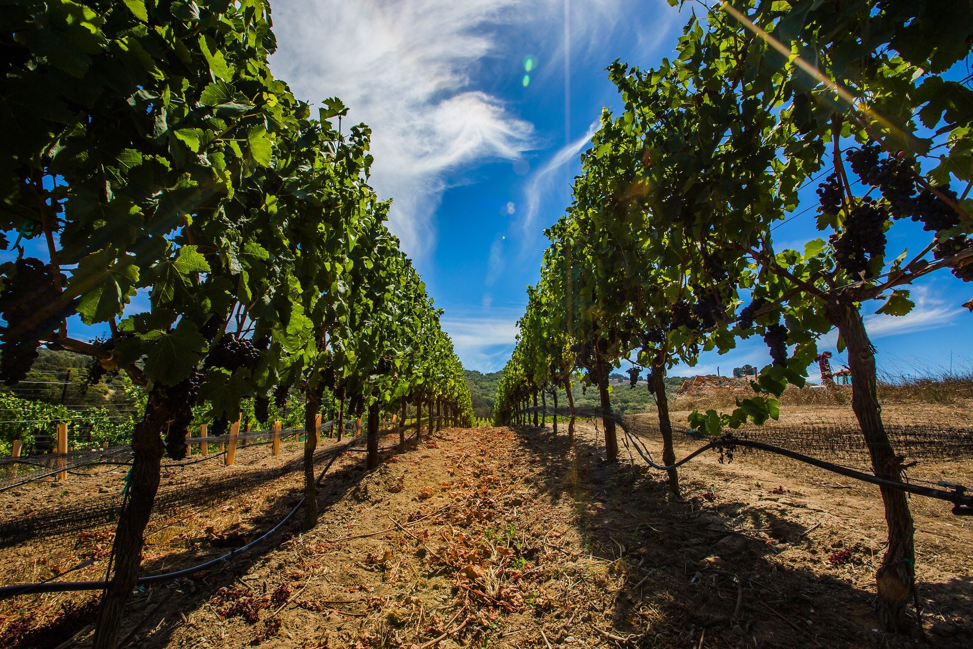 Argot Wines