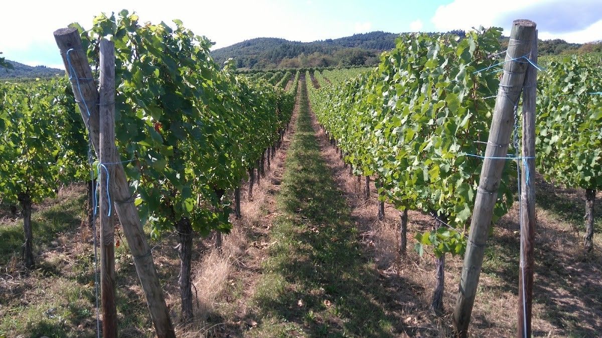 Domaine Mersiol