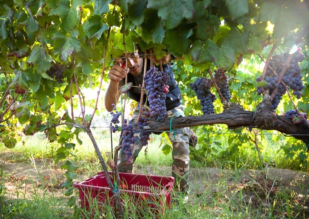 Azienda Agricola Bonavita