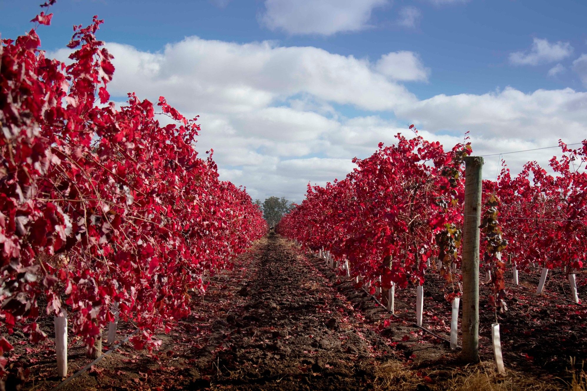Tall Poppy Wines