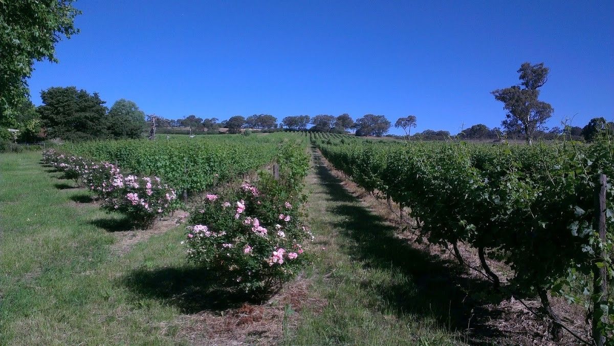 New Era Vineyards