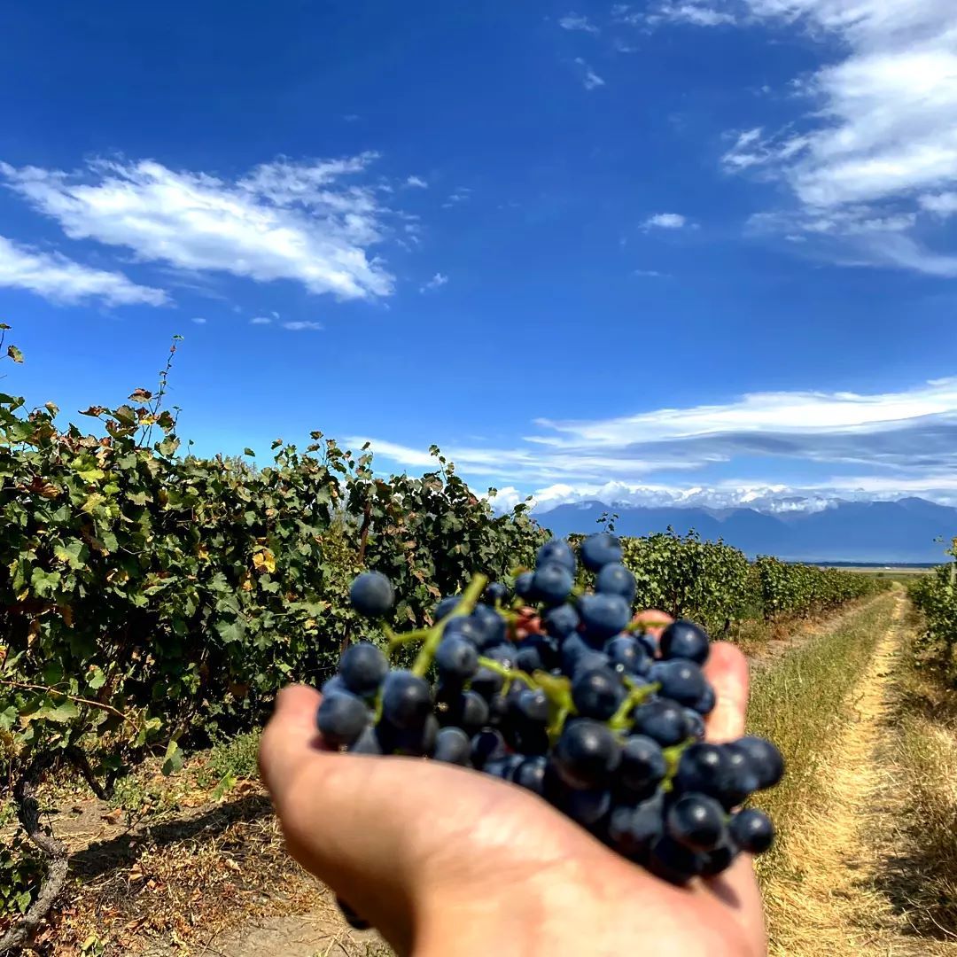 Vinifera Georgia