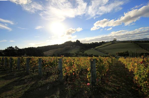 Gillman Vineyard