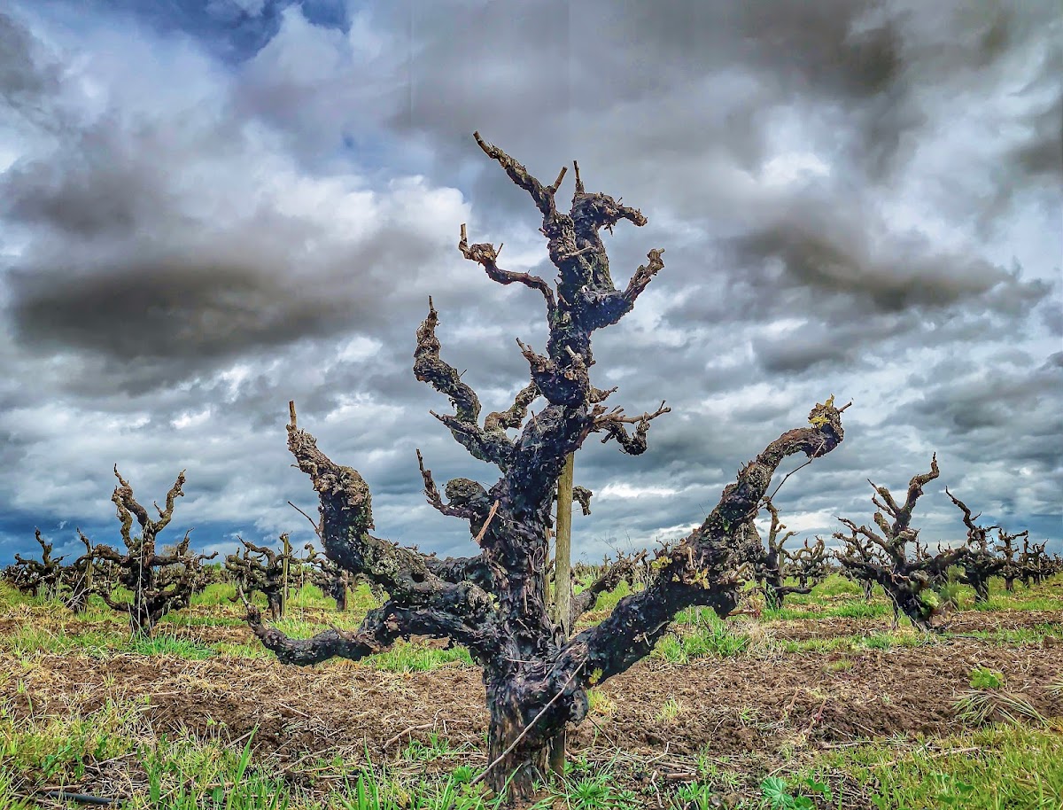 GNARLY FOX WINERY