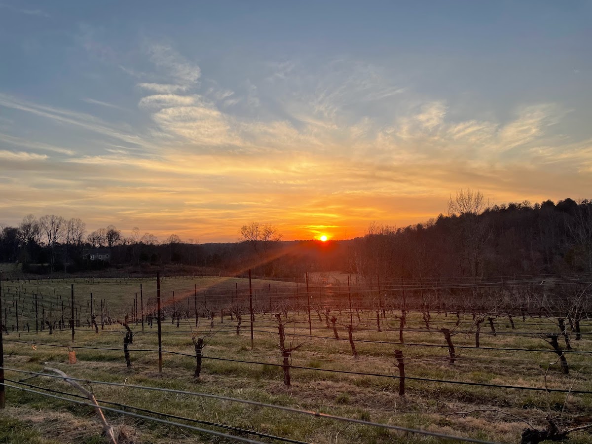 Golden Road Vineyards