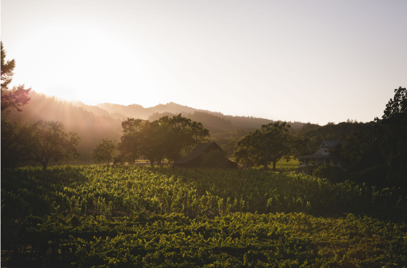 Battuello Vineyards