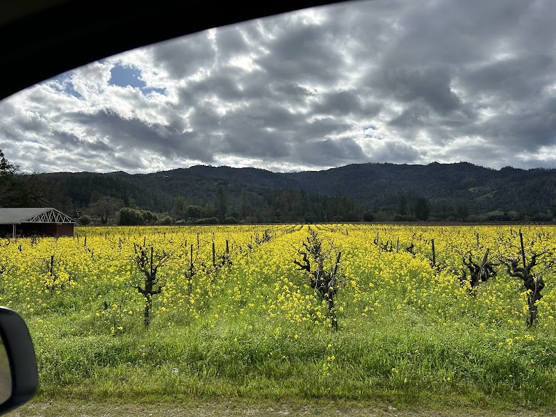 Haynes Vineyard