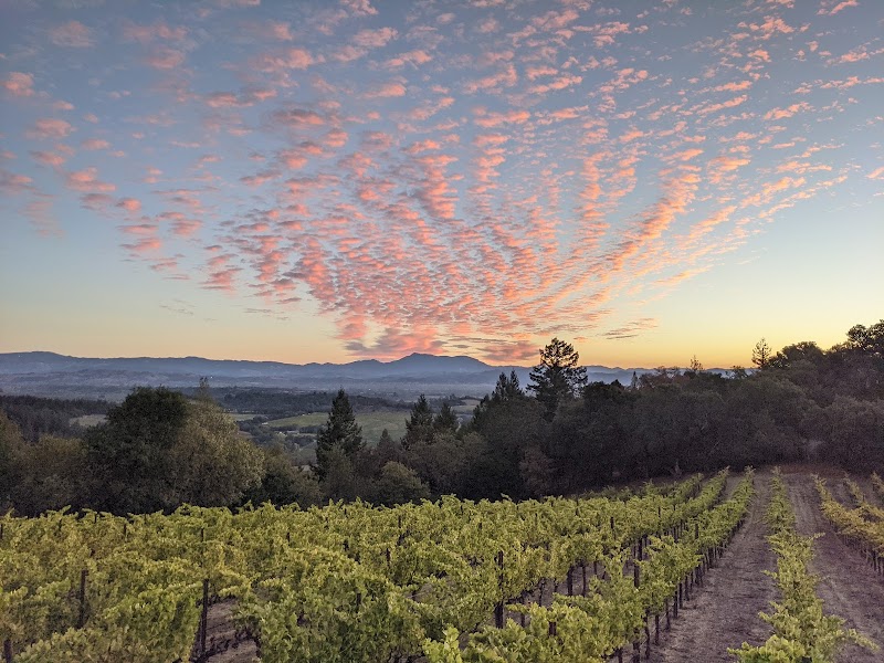 Elaine Wines