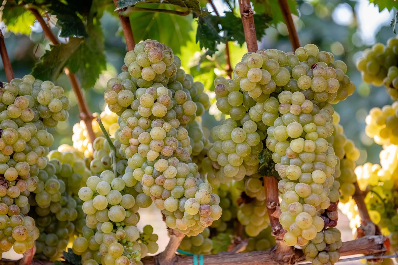"Petra Marinou Winery - Organic & Vegan Wines"