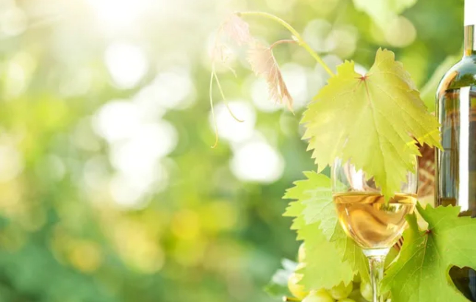 SKEVOFILAX WINERY
