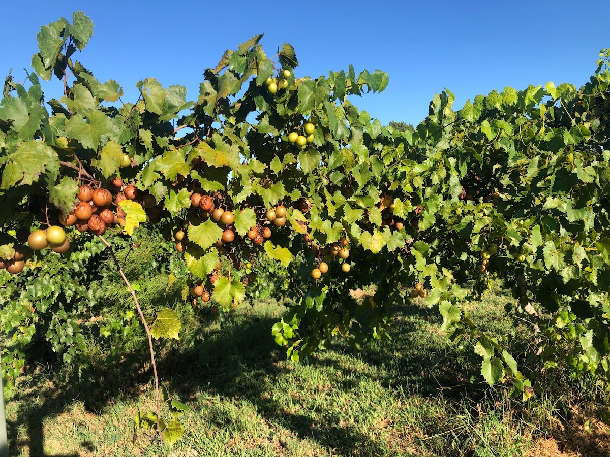 HAMMERSTONE CELLARS