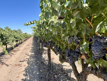 Heritage Oak Winery