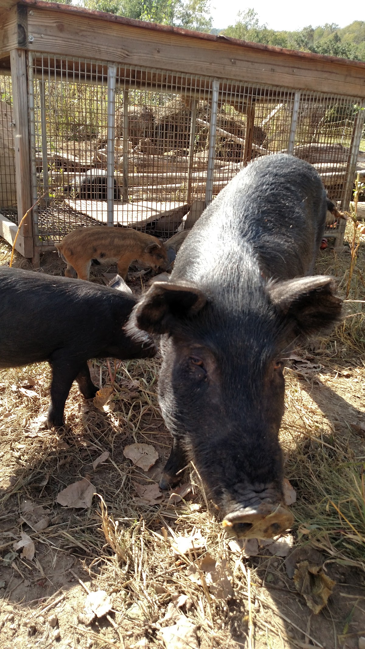 Hoch Orchard and Gardens