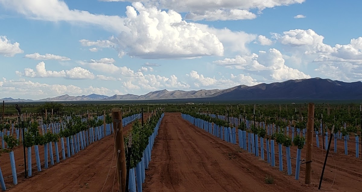 Hofmann Vineyards