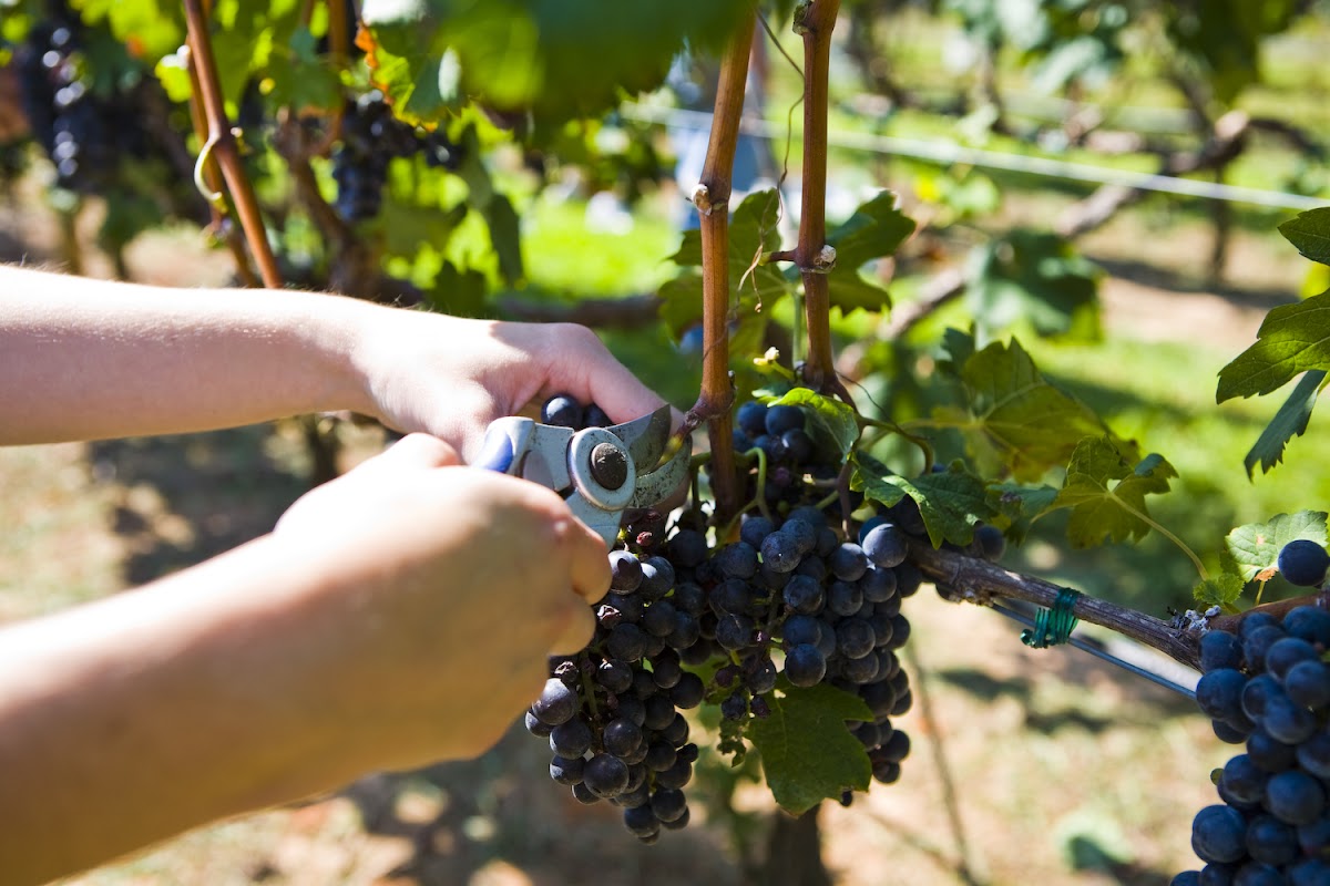 Hunt's Vineyard