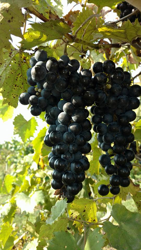 HUNTER'S RIDGE WINERY LLC