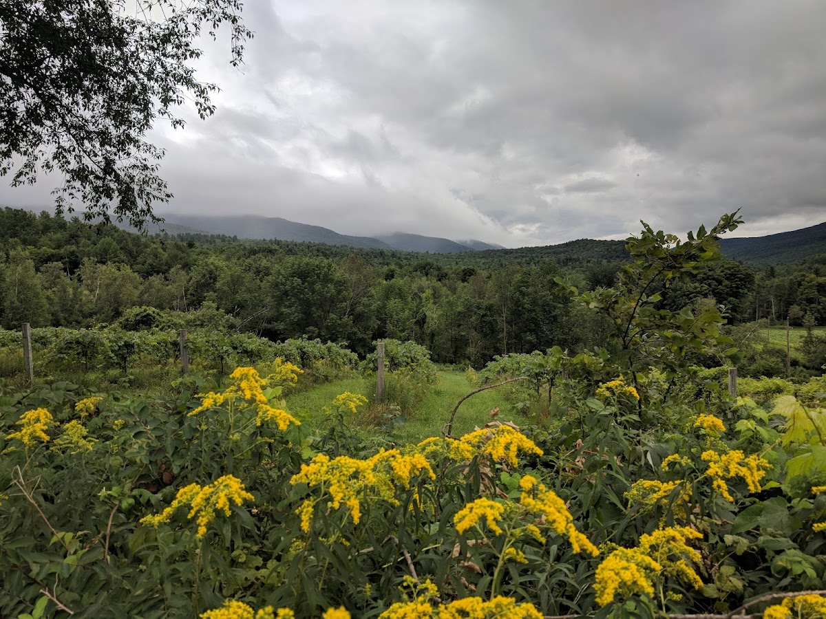 Huntington River Vineyard