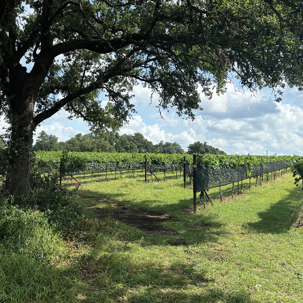 HYE TOP VINEYARDS, LLC