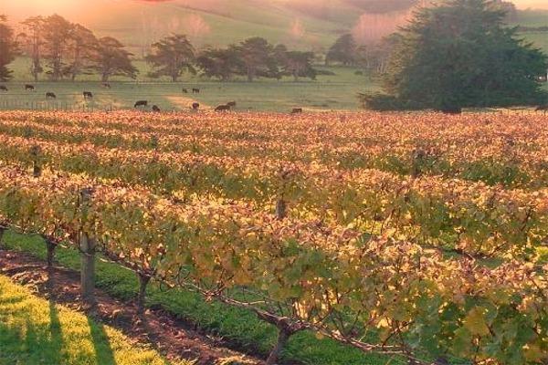 Hyperion Wines