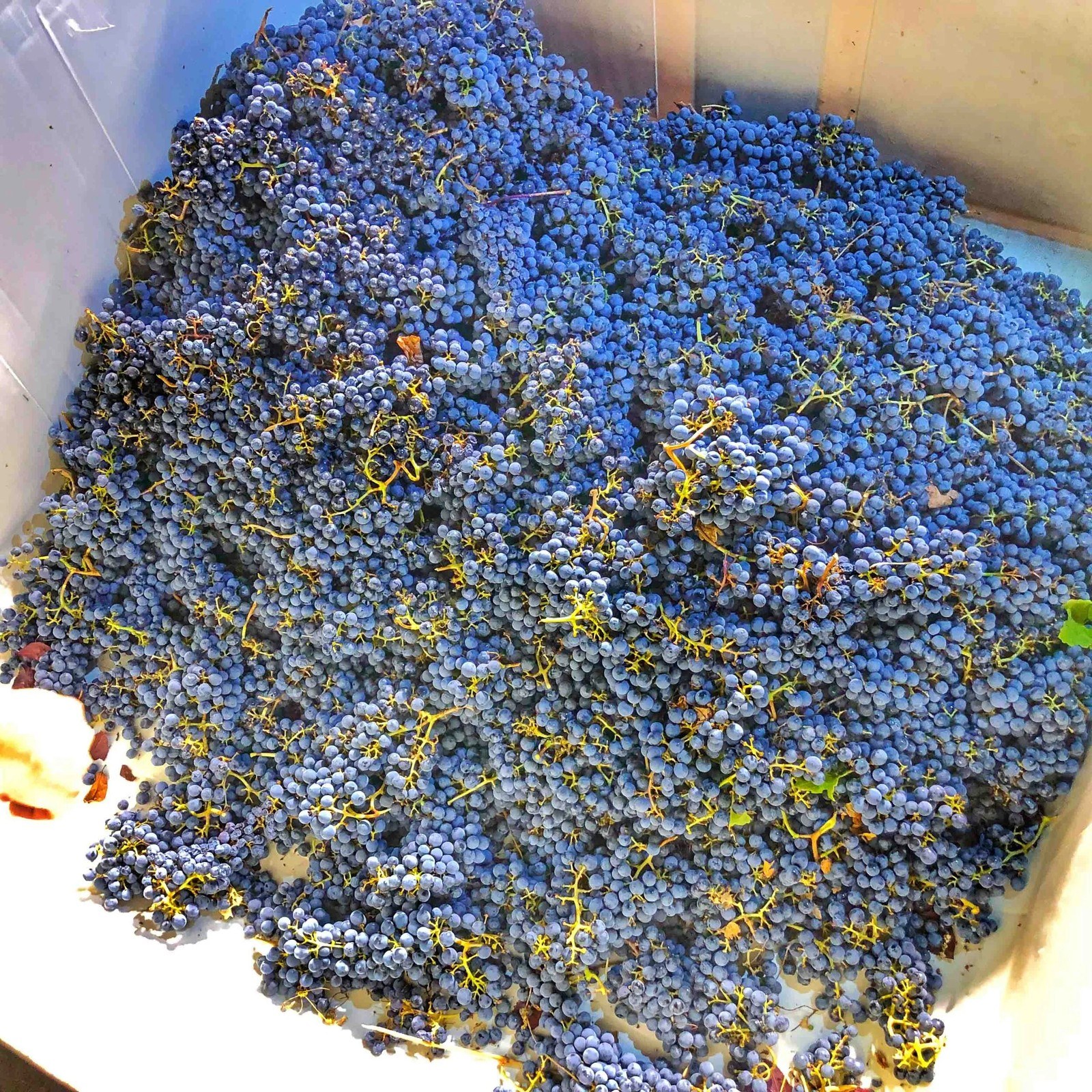 Inner Circle Wine