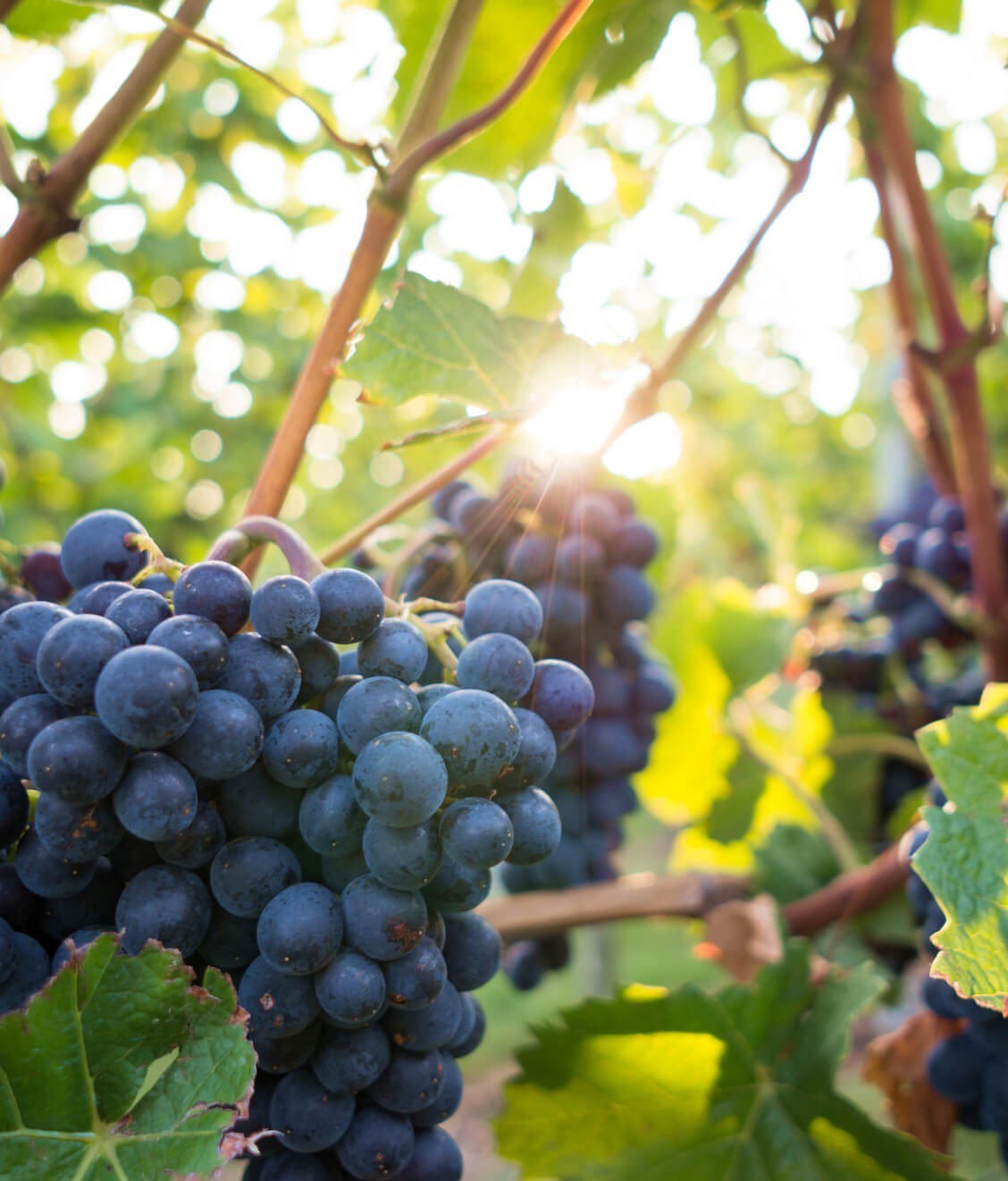 Luna Vineyards